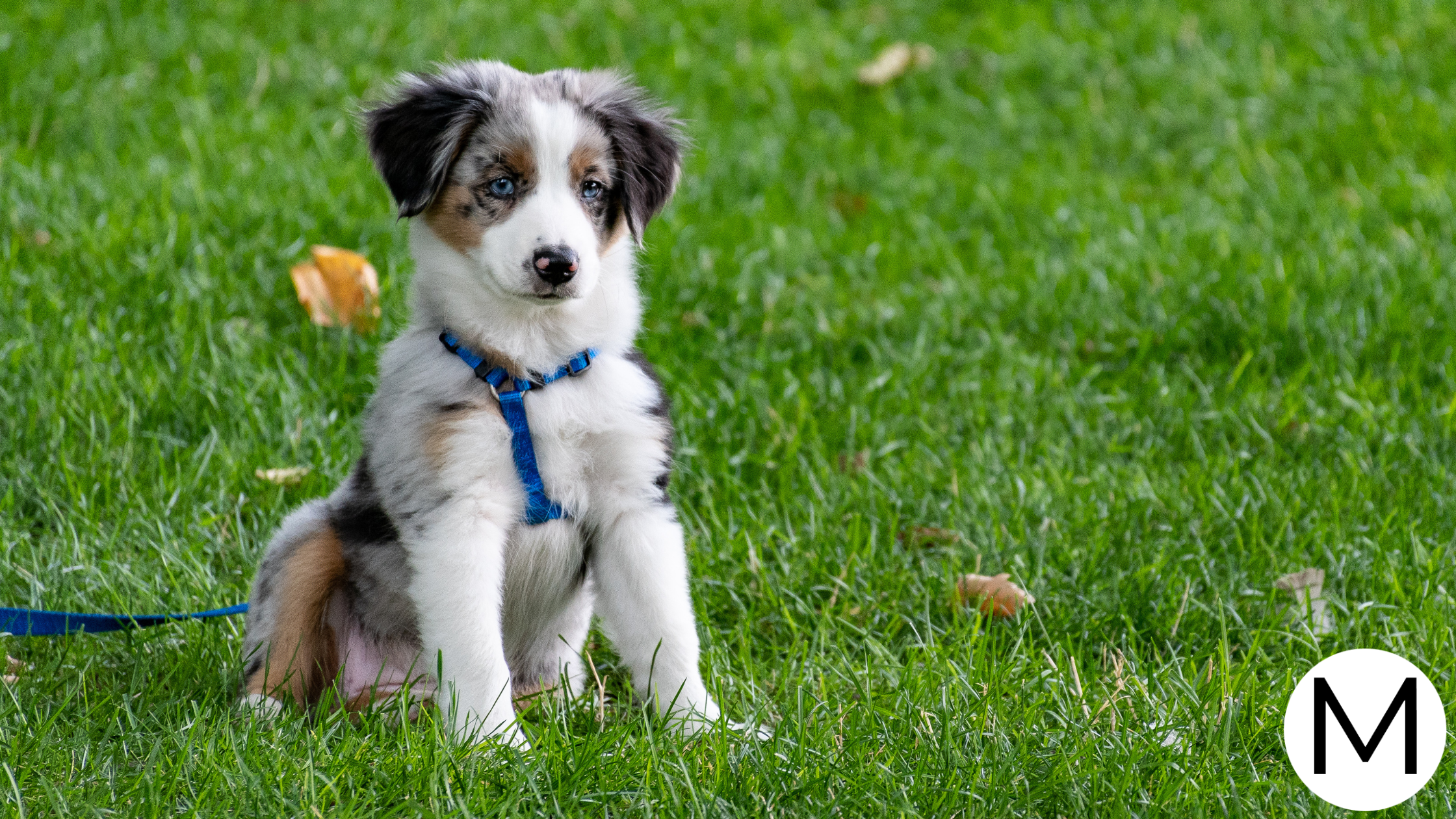 Puppy Love: Must-Have Dog Products for Every Pet Owner