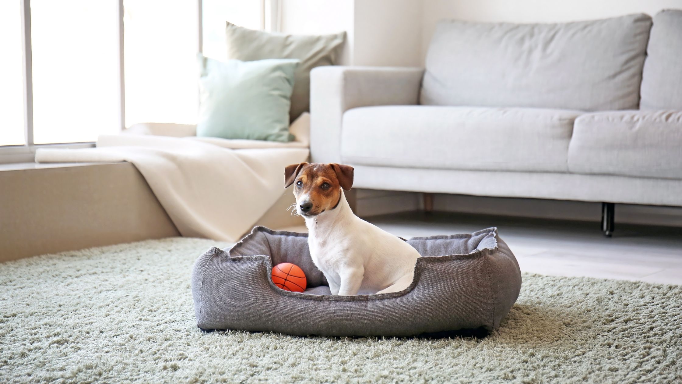 The Best 12 Sofa Beds for Pets in Modern Homes