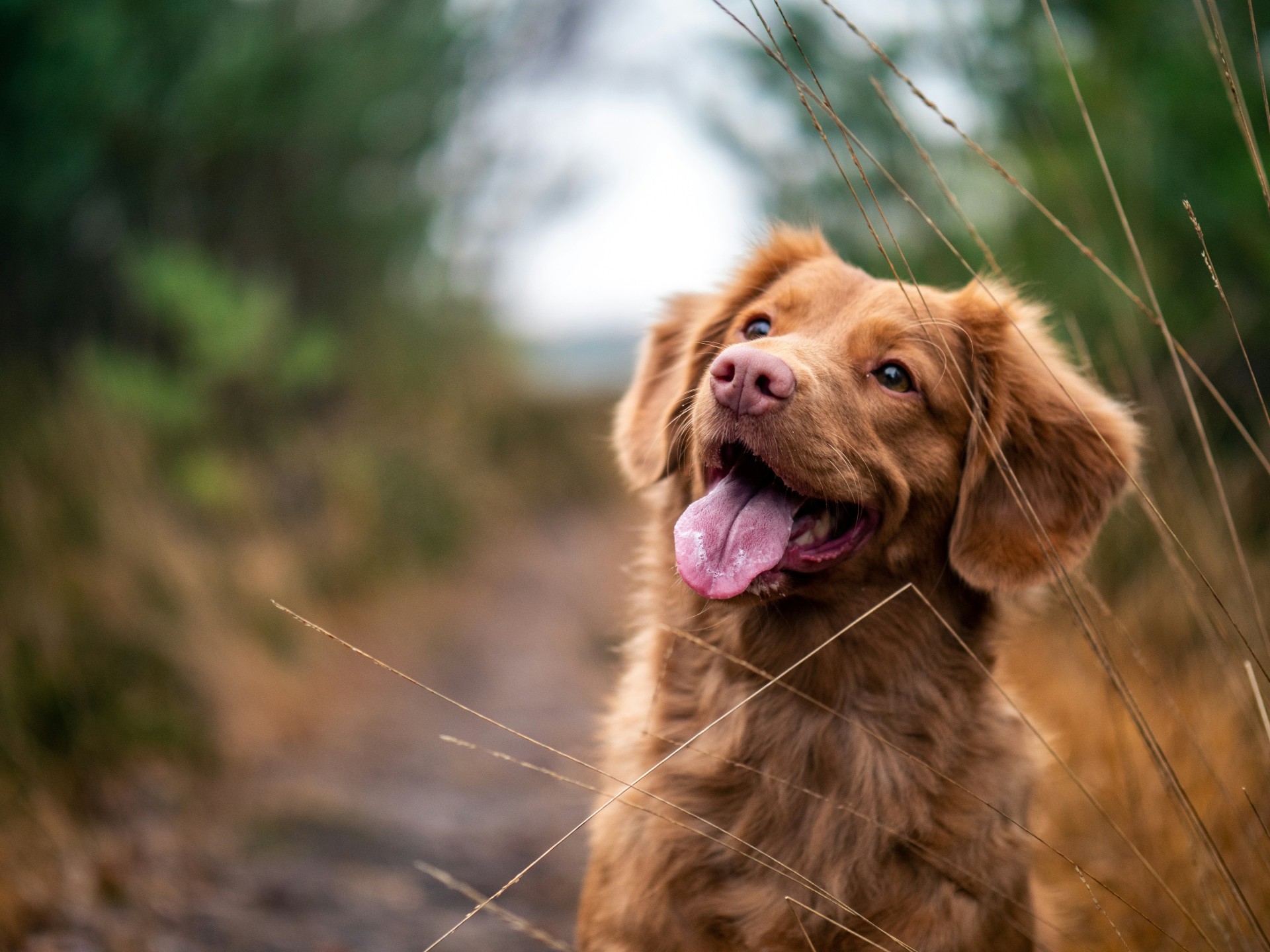 12 Elegant and Comfortable Pet Sleeping Spaces for Your Residence