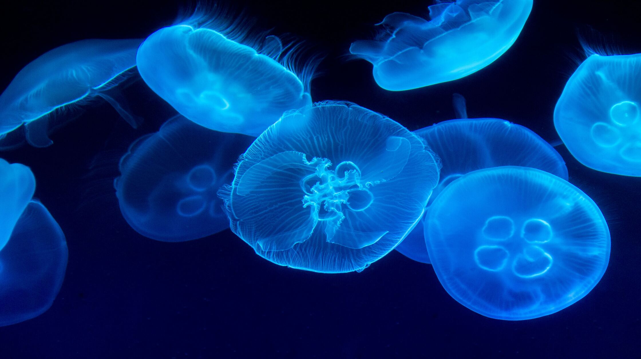 Jellyfish Outlived Early Humans by 500 Million Years