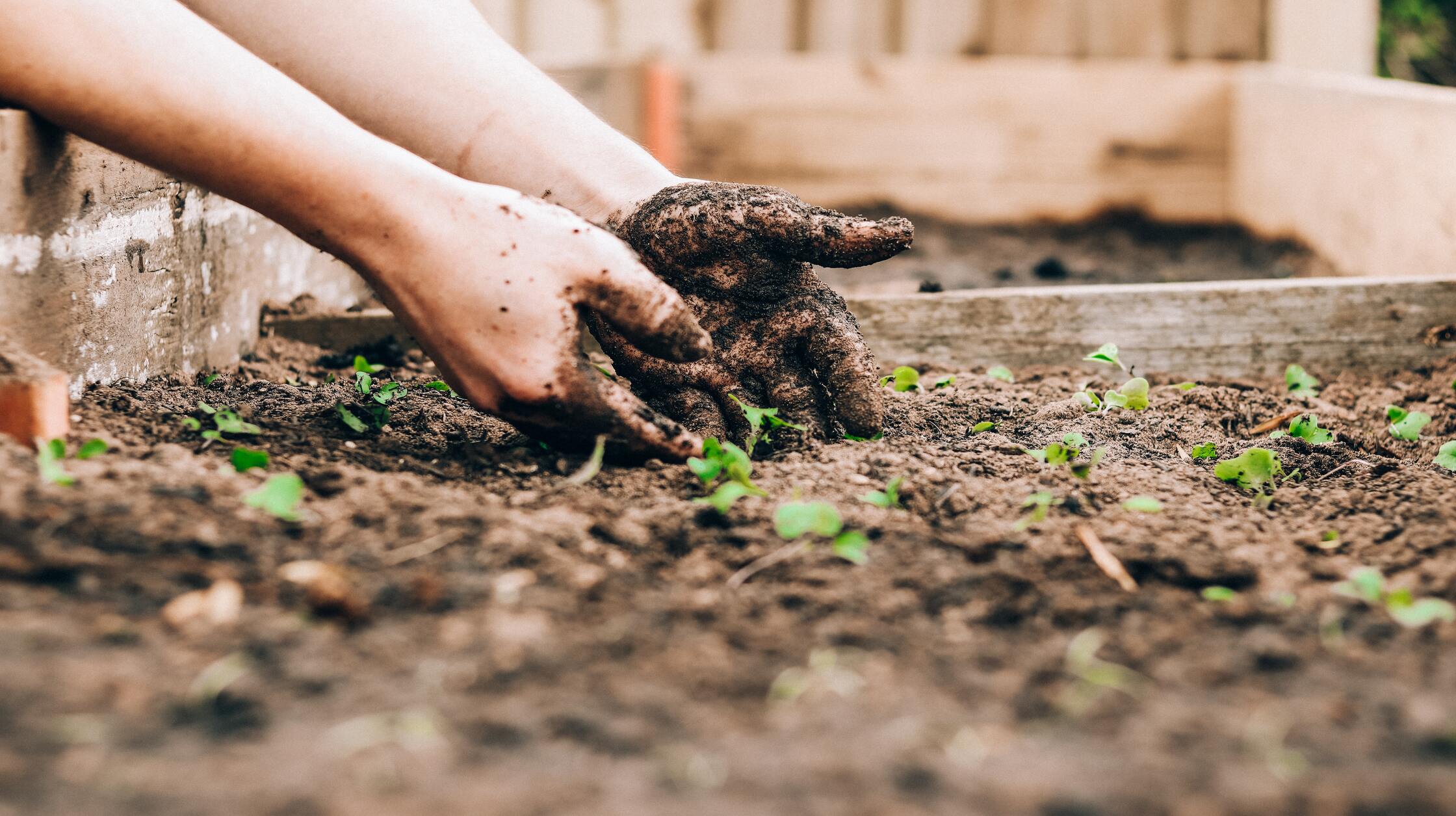 The Ultimate Guide to Gardening for Beginners